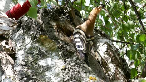 A-hoopoe-comes-with-a-larvae-in-his-mouth-to-feed-his-young