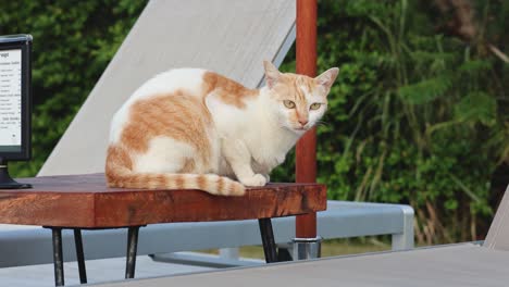 orange and white cat moving on a table