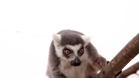 lémur colgado en un árbol sobre fondo blanco - animal en cámara lenta