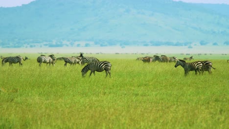 cebra salvaje en su hábitat natural comiendo y sin preocupaciones en el abundante paisaje africano