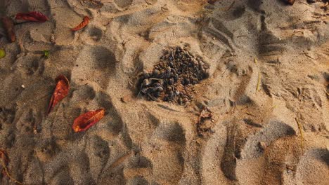 tortugas laúd crías anidan justo antes de hacer un descanso para el océano