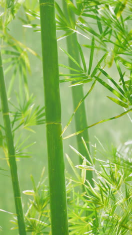 closeup of green bamboo stalks in a forest