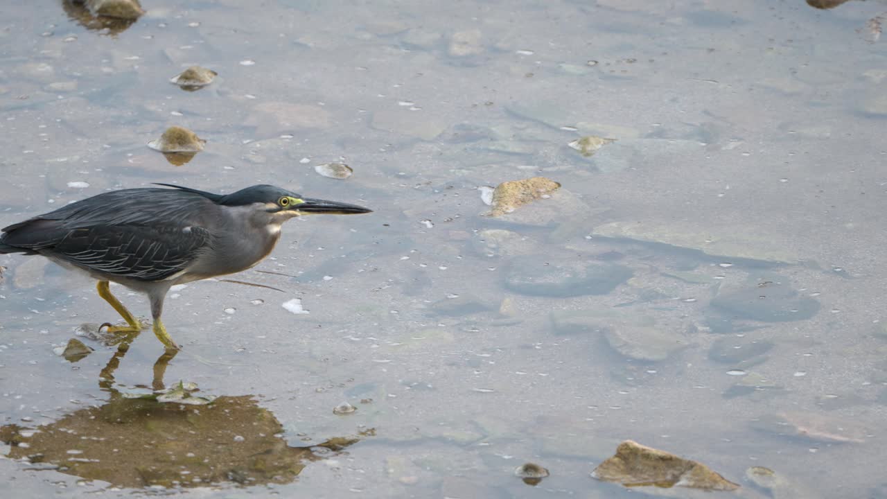Striated Heron Lick Itself With a Small Long Tongue, Licks one's Bill After Eating Fish Standing in Shallow Water Pond in a Wild