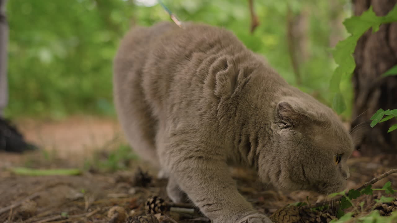 Gatto grigio che scava e fruga nel terreno della foresta, pelo arruffato e muso concentrato, pigne e terra sparse, azione energica e giocosa, imbracatura visibile, trame naturali tattili, atmosfera estiva da bosco