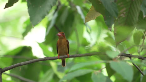 migratory bird ruddy kingfisher perch on branch, green leaves background