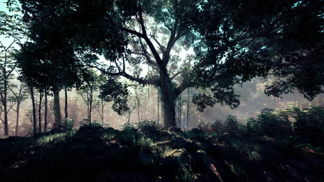 morning-fog-in-dense-tropical-rainforest