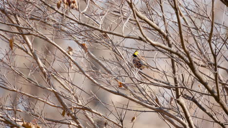 Leafless-Tree-and-Perched-Yellow-Throated-Bunting-Resting-in-Autumn-Forest-in-Seoul,-South-Korea