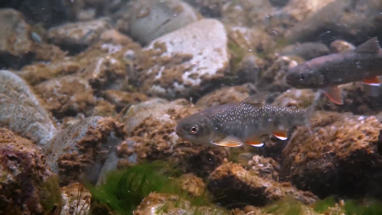 송어는 알래스카에서 강을 올라가는 강한 흐름과 싸운다