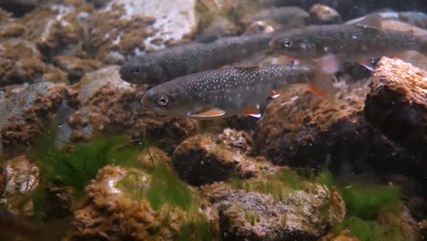 la trucha lucha contra una fuerte corriente que sube por un río en alaska