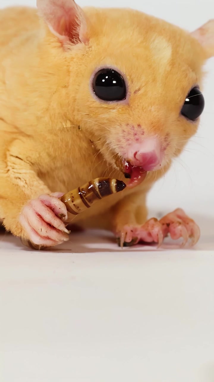 Un primo piano in studio mostra un petauro dello zucchero color crema che mangia una larva della farina su sfondo bianco.