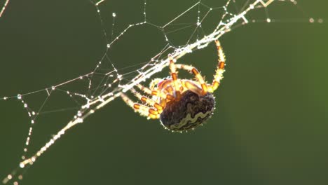 a close-up view of a spider glimmering with dew drops on its intricate web, capturing the beauty of nature's tiny creatures in their natural habitat
