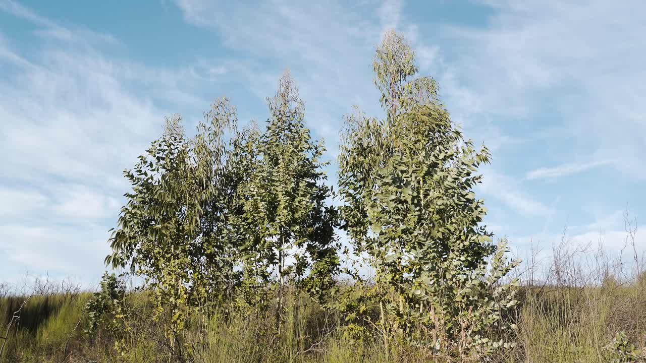 Primo piano di alcuni alberi di eucalipto che si ergono in campi aperti mentre il vento soffia liberamente, portando vita, movimento e calma al paesaggio naturale