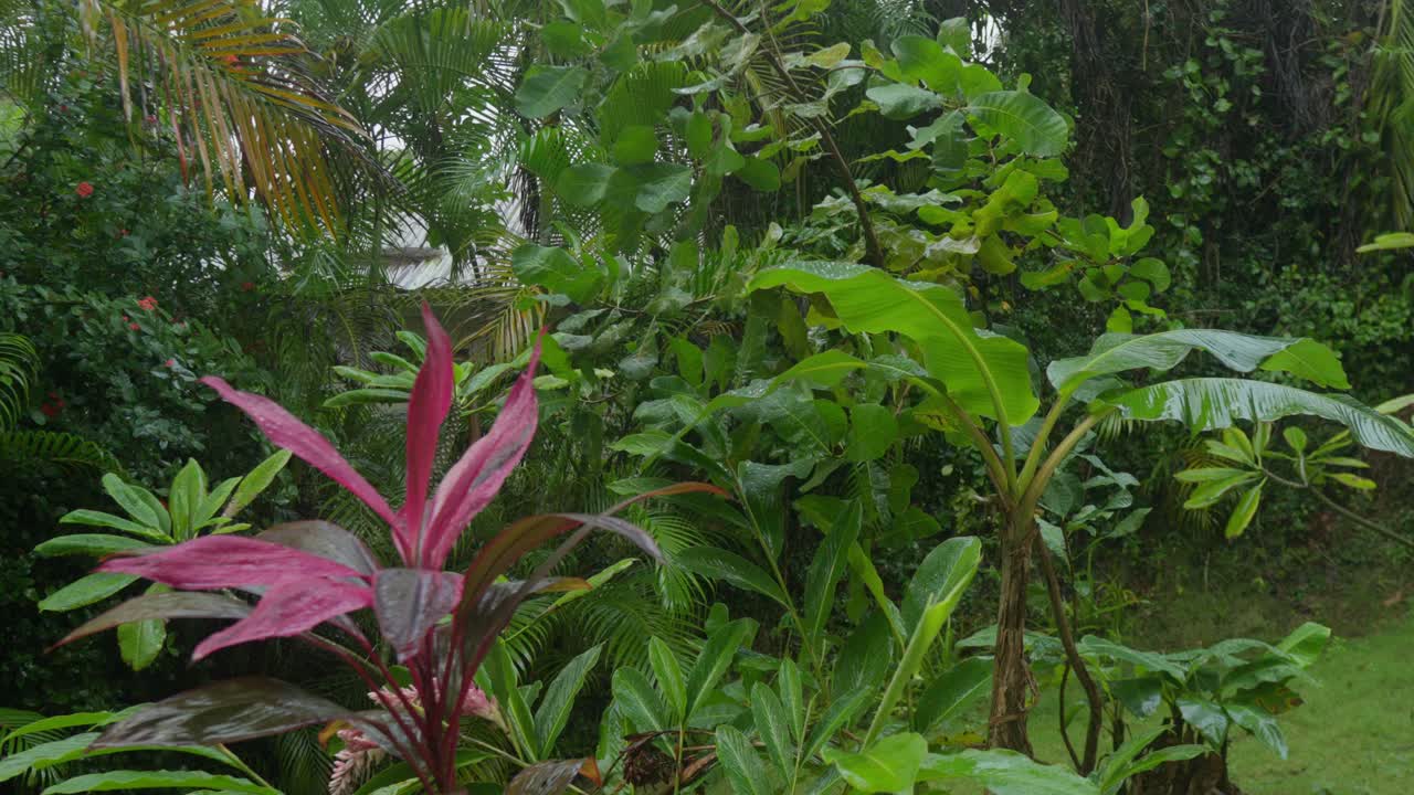 Tropical Plants Garden Environment with Raindrops