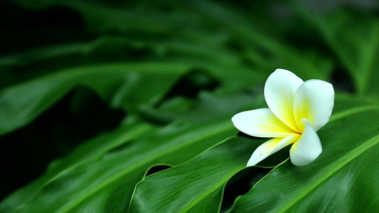 Un unico fiore di plumeria bianca adagiato su una grande foglia verde