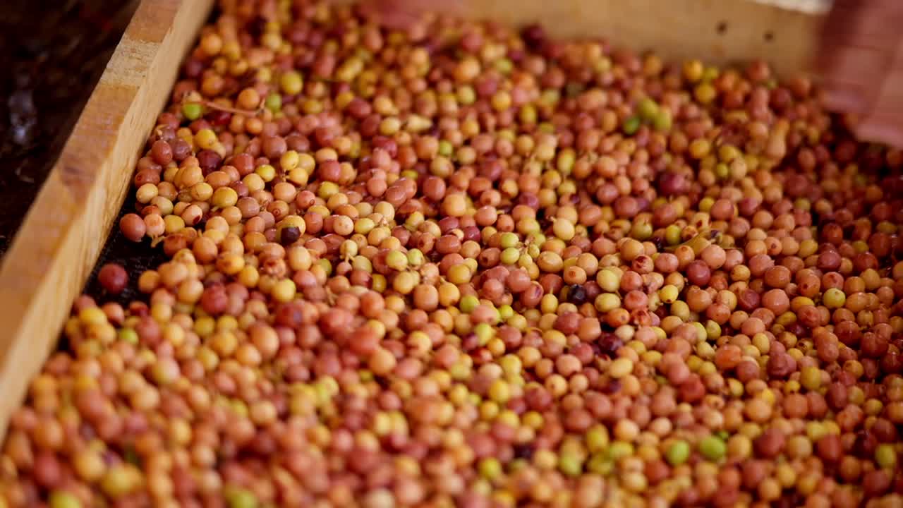 Close up view of Farmers straining and rinsing wild and exotic coffee bean cherries in an artisanal farm during the harvesting.