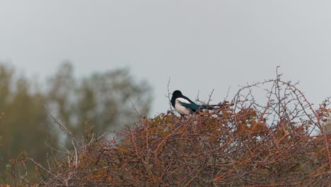 Eurasian-Magpie-Perching-On-Top-Of-A-Bare-Tree-On-A-Windy-Day---selective-focus