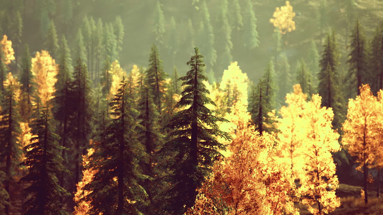 Colorful autumn foliage in a serene forest setting with sunlight filtering