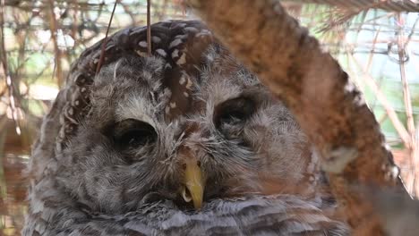 Slowmotion-macro-shot-of-an-owl-slowly-closing-its-eyes-during-the-day