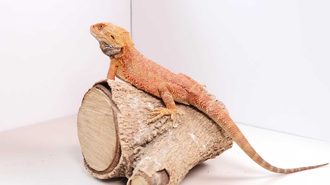 A bearded dragon sits calmly on a log in a well-lit terrarium, showcasing its vibrant colors