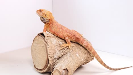 a bearded dragon sits calmly on a log in a well-lit terrarium, showcasing its vibrant colors
