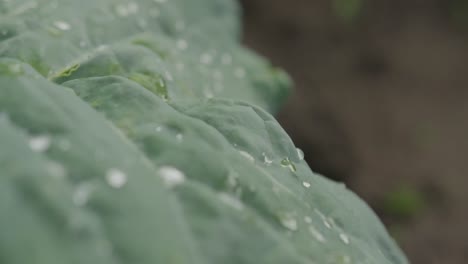 leaf with dew on organic farm