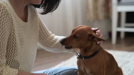 brunette woman sitting on the carpet on the living room floor caresses her dog