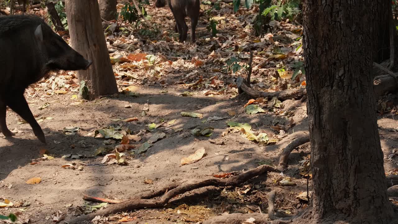 Eating some scraps and then runs away from other wild pigs coming in to take its meal; Eurasian Wild Pig, Sus scrofa, Huai Kha Kaeng Wildlife Sanctuary, Thailand.