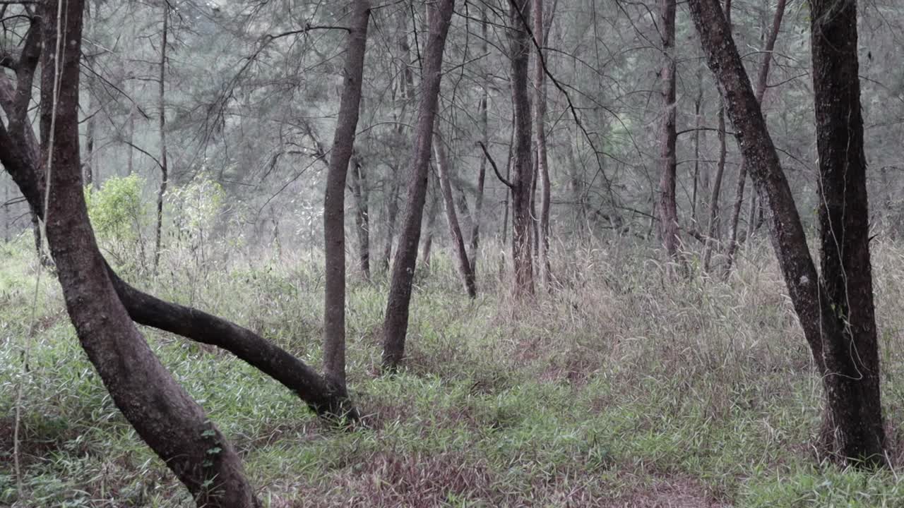 Pine forest with grass field