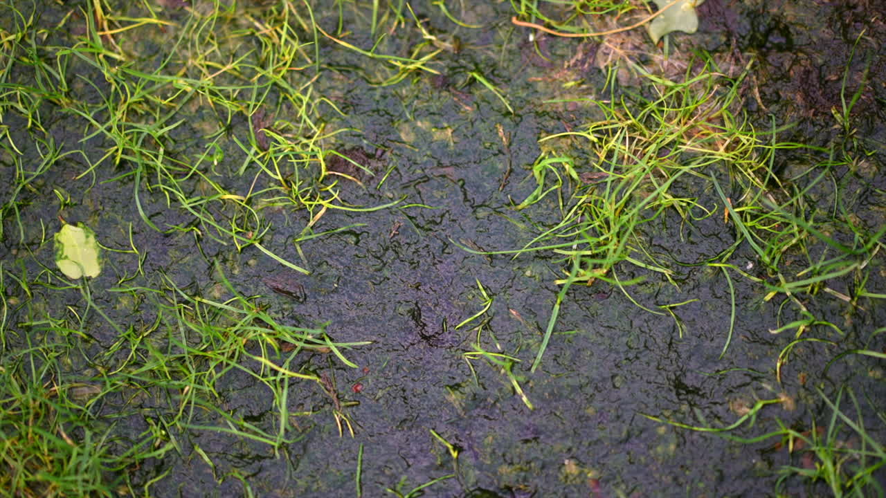 Algae on rain saturated lawn Nostoc green jelly