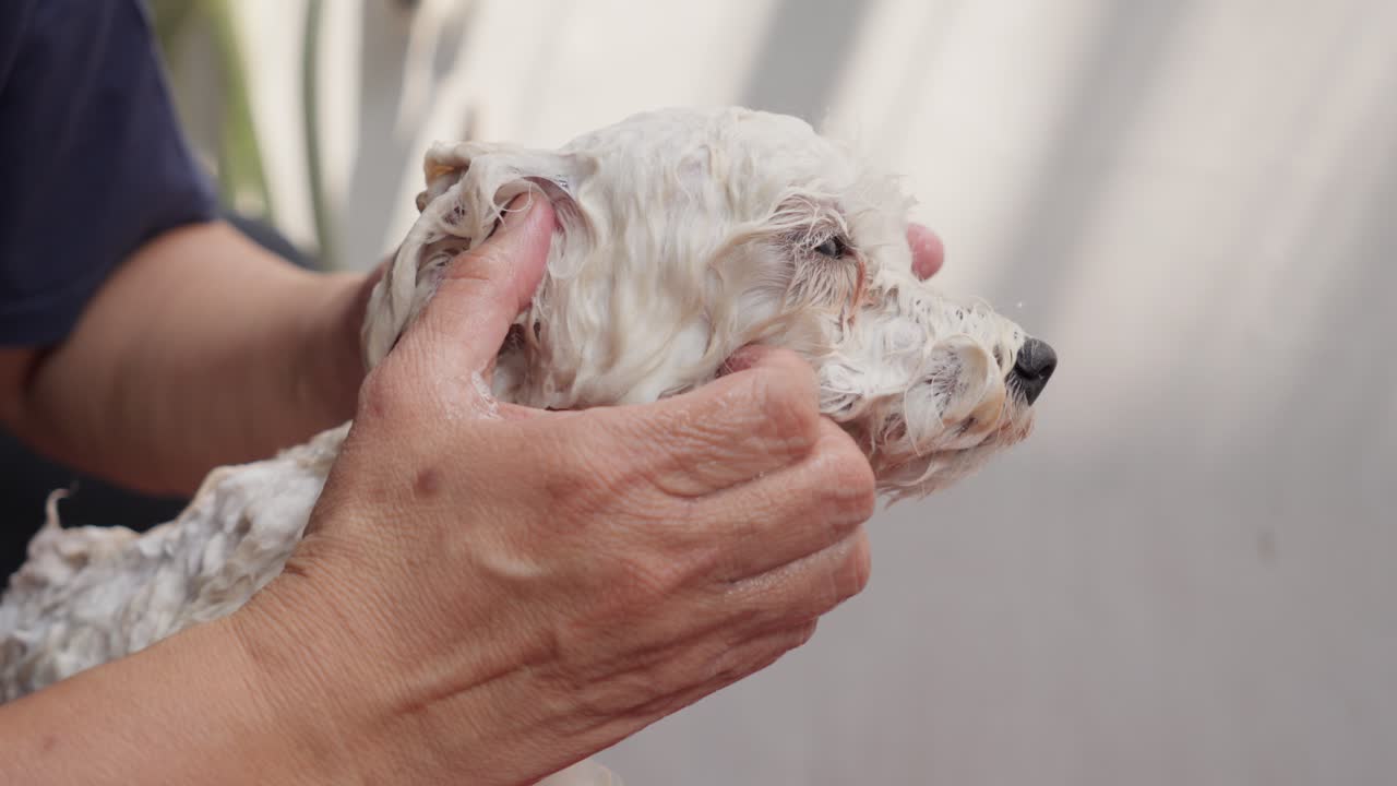 장난감 푸들 개 가 목욕 을 하고 있다