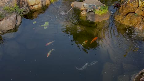 estanque de koi con varios peces nadando dentro y fuera del cuadro