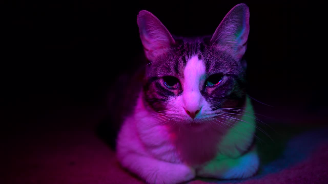 A small cat sits in the dark staring at the camera, illuminated in color. 4k 23.98 fps.