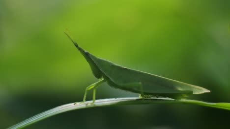 Makroclips-Einer-Heuschrecke-Auf-Einem-Blatt