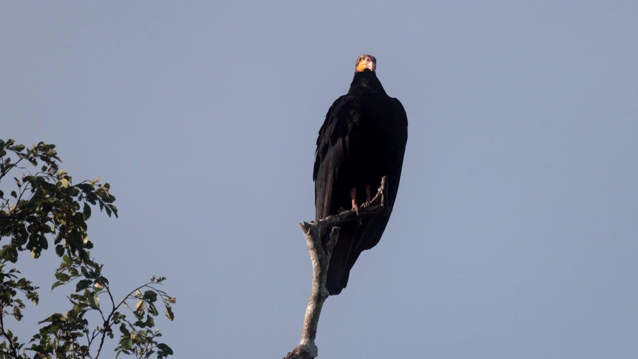 Avvoltoio selvatico nero calvo dalla testa gialla nella chioma della giungla pluviale tropicale che si liscia le piume, Sud America2