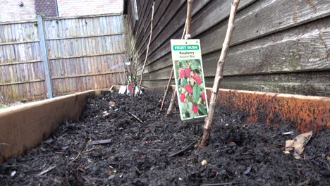 shot of a fruit bed with a raspberry bush in foreground