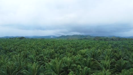 Toma-Aérea-De-Una-Plantación-De-Palmeras-Con-Un-Dron,-Que-Muestra-Grandes-árboles-Que-Luego-Se-Elevan-Para-Cubrir-Toda-La-Plantación