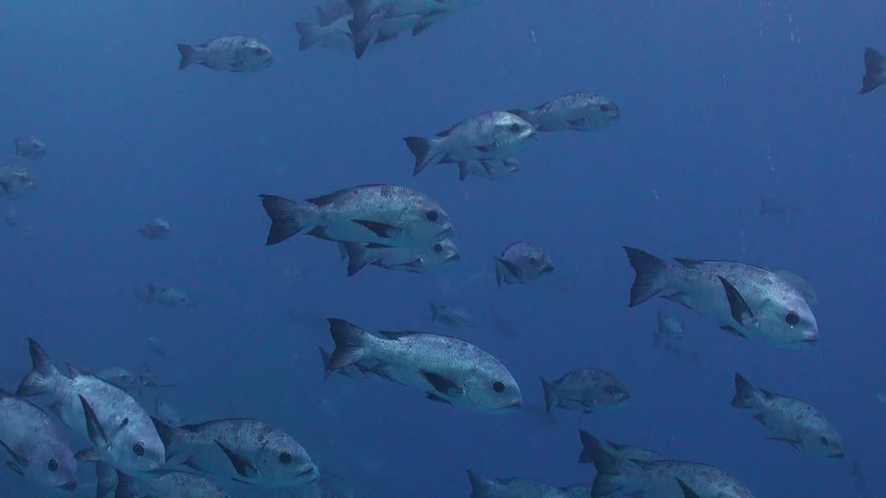 A shoal of Black Snapper swimming in the open blue ocean