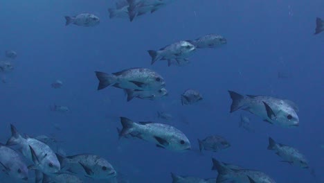 a shoal of black snapper swimming in the open blue ocean