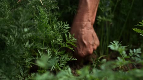 Close-up-video-of-plucking-a-carrot-from-a-patch