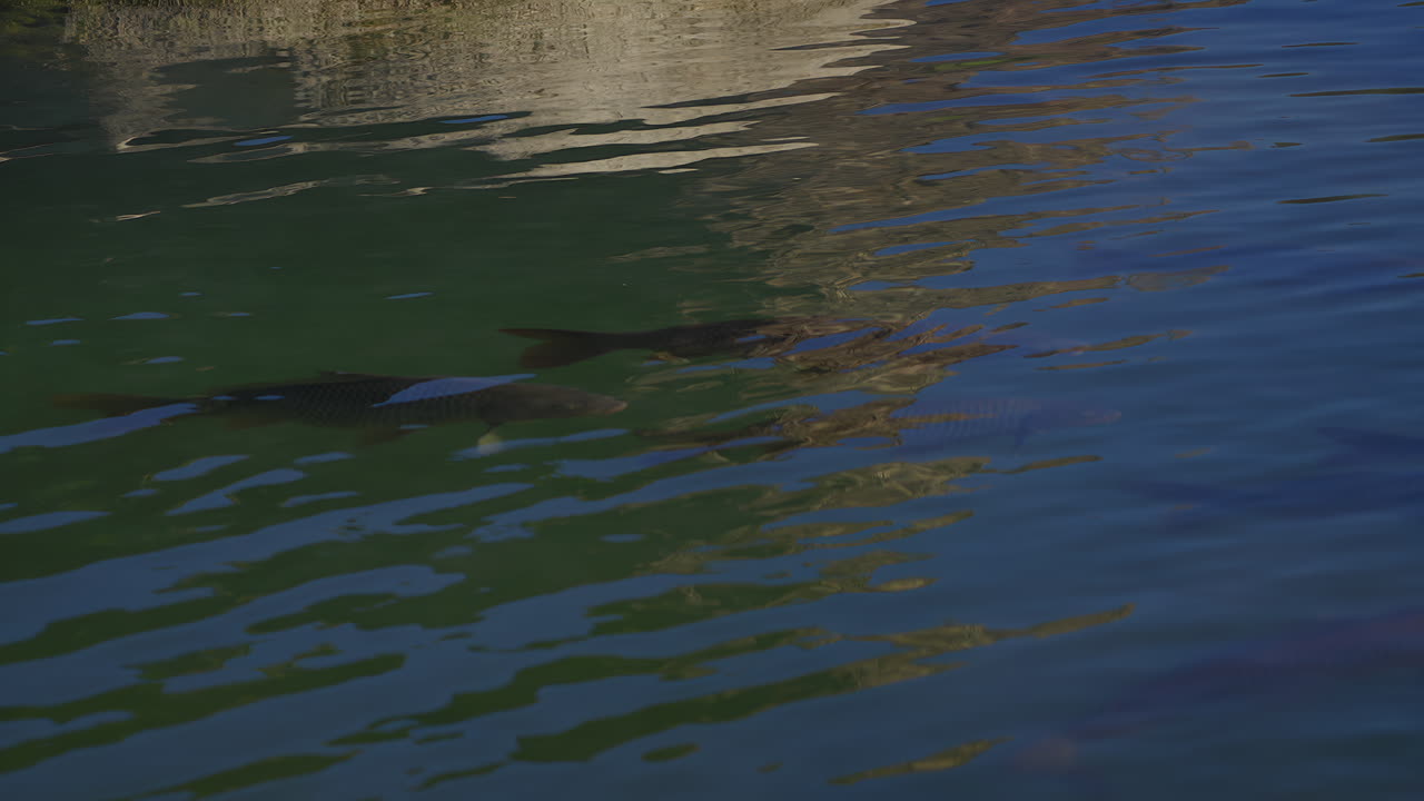 Big Freshwater Fishes Surfacing On Clear River. Slow Motion, Tracking Shot