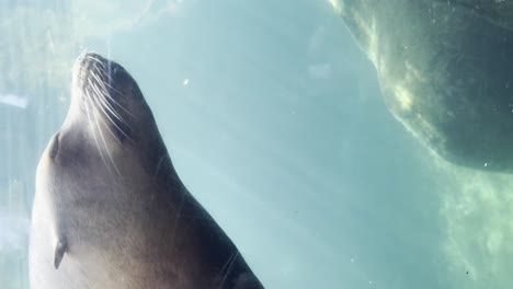 View-Of-Sea-Lion-Seen-Through-Underwater-Window