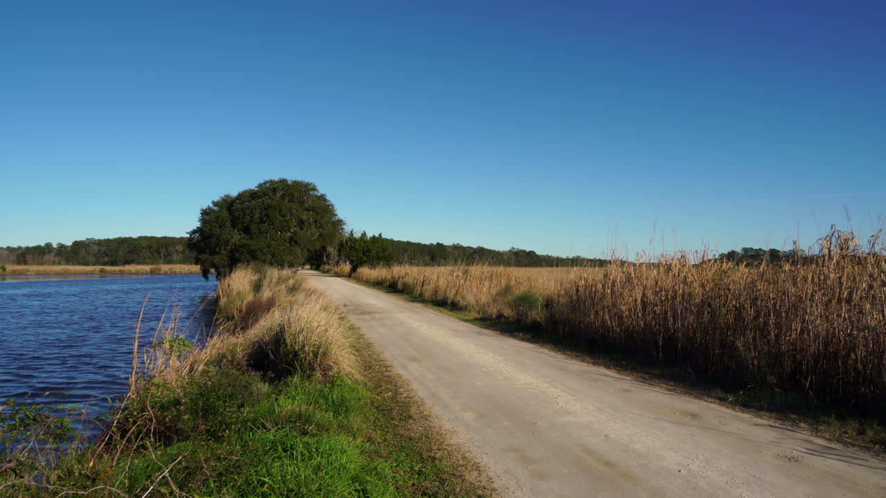 Inquadratura ampia di una quercia su una strada sterrata di campagna che attraversa l'area della Riserva Naturale Donnelly, nella zona rurale di Green Pond, Carolina del Sud.