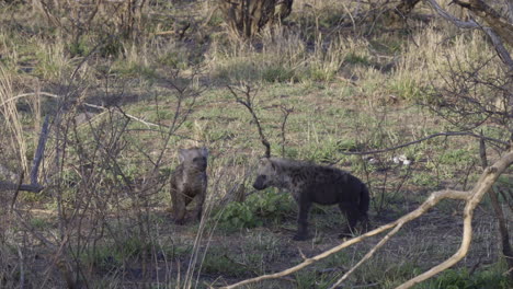 cachorros de hiena manchada en sabana arbolada, olfateando una ramita