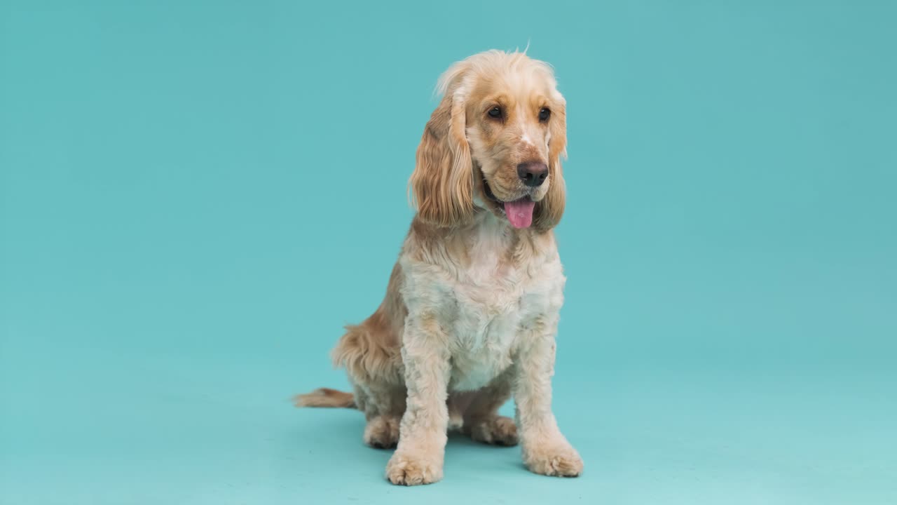 Full body brown English Cocker Spaniel dog on blue background with copy space