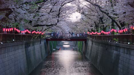 Meguro-Fluss-In-Tokio,-Sakura-In-Den-Straßen,-Laternen-Für-Das-Festival-Im-Frühling