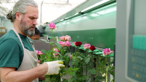 male worker loading roses on flower processing machine