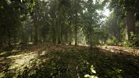 Sun-beams-through-thick-trees-branches-in-dense-green-forest