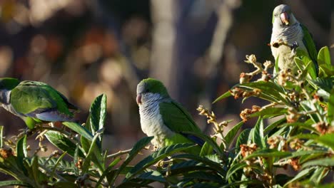 A-group-of-Monk-Parakeets-perching-on-a-medlar