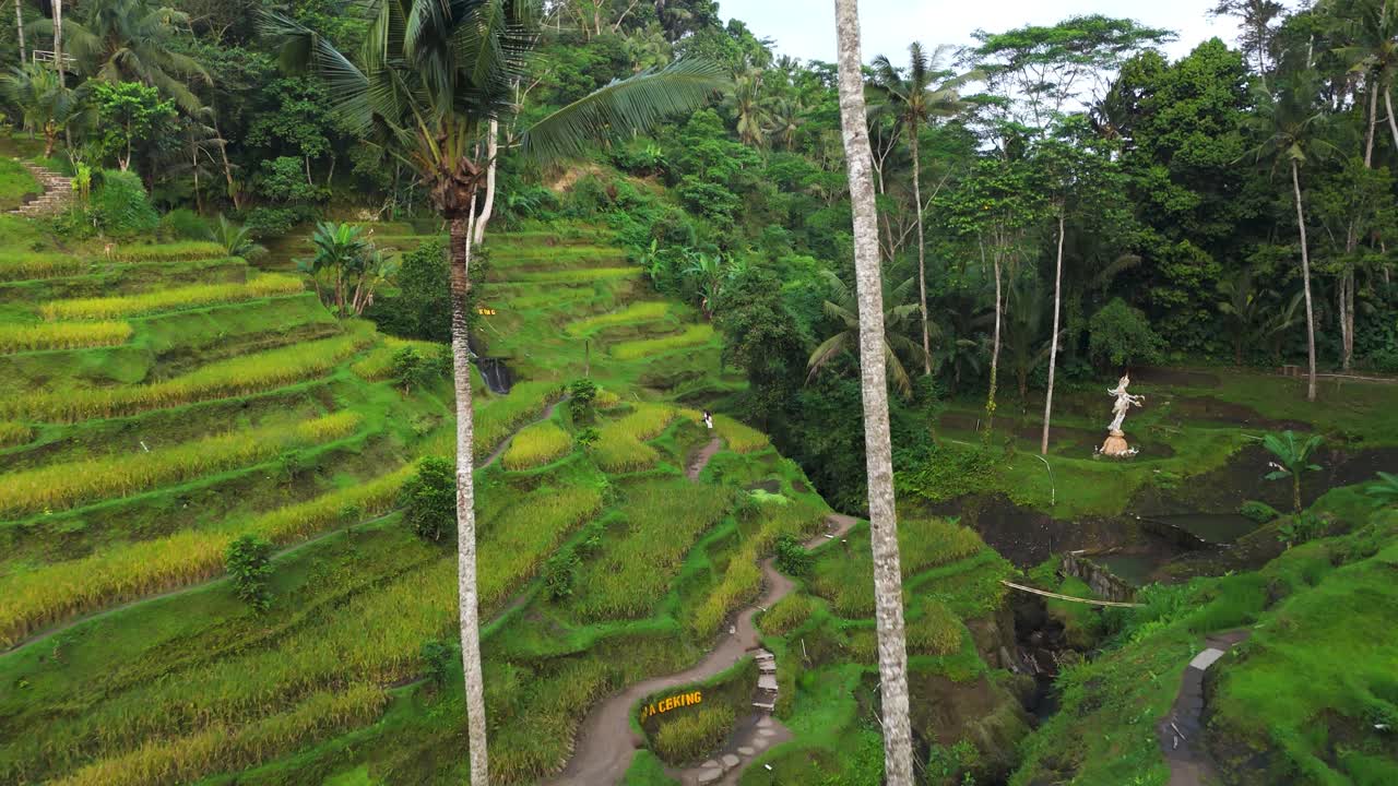 Aerial flight between exotic palm trees on elevated Tegallalang Rice Terrace on Bali, Indonesia. Sunny summer day in scenic landscape