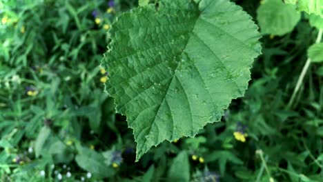 gotas de lluvia en las hojas verdes de un árbol caducifolio joven, primer plano. patrón de bosque natural, textura, fondo, recursos gráficos. ecología, medio ambiente, ecosistema, botánica, jardinería, estaciones, verano